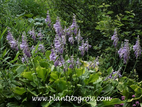 Hosta 'Hollys Velvet Pie Crust'